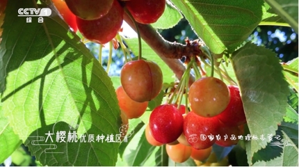 堅持走農產品品牌化道路 遼寧“大連大櫻桃”登陸央視