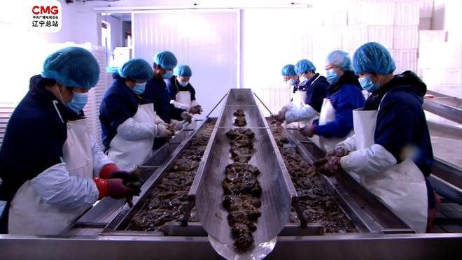 大連瓦房店|國家級海參產業園扎根“遼參”故鄉